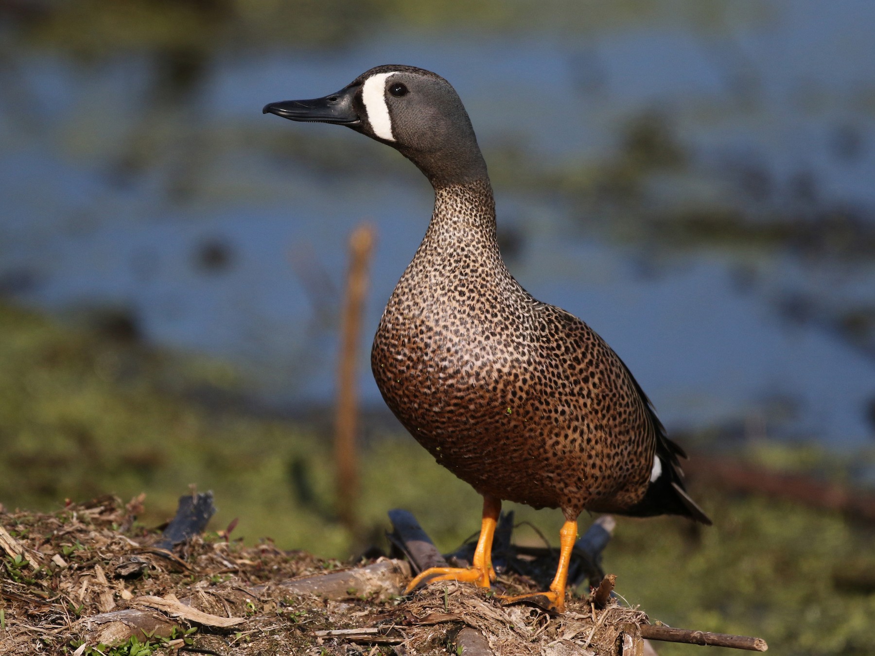 blue teal duck