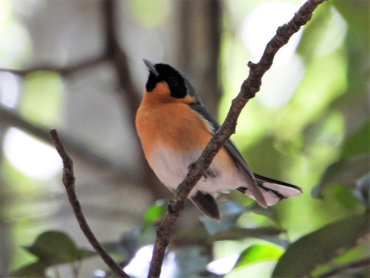 Spectacled Monarch - ML602930691