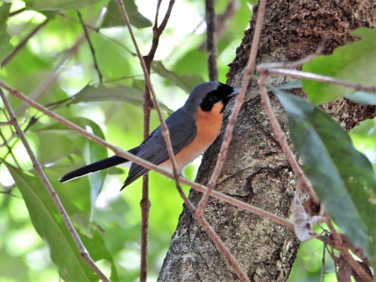 Spectacled Monarch - ML602930711