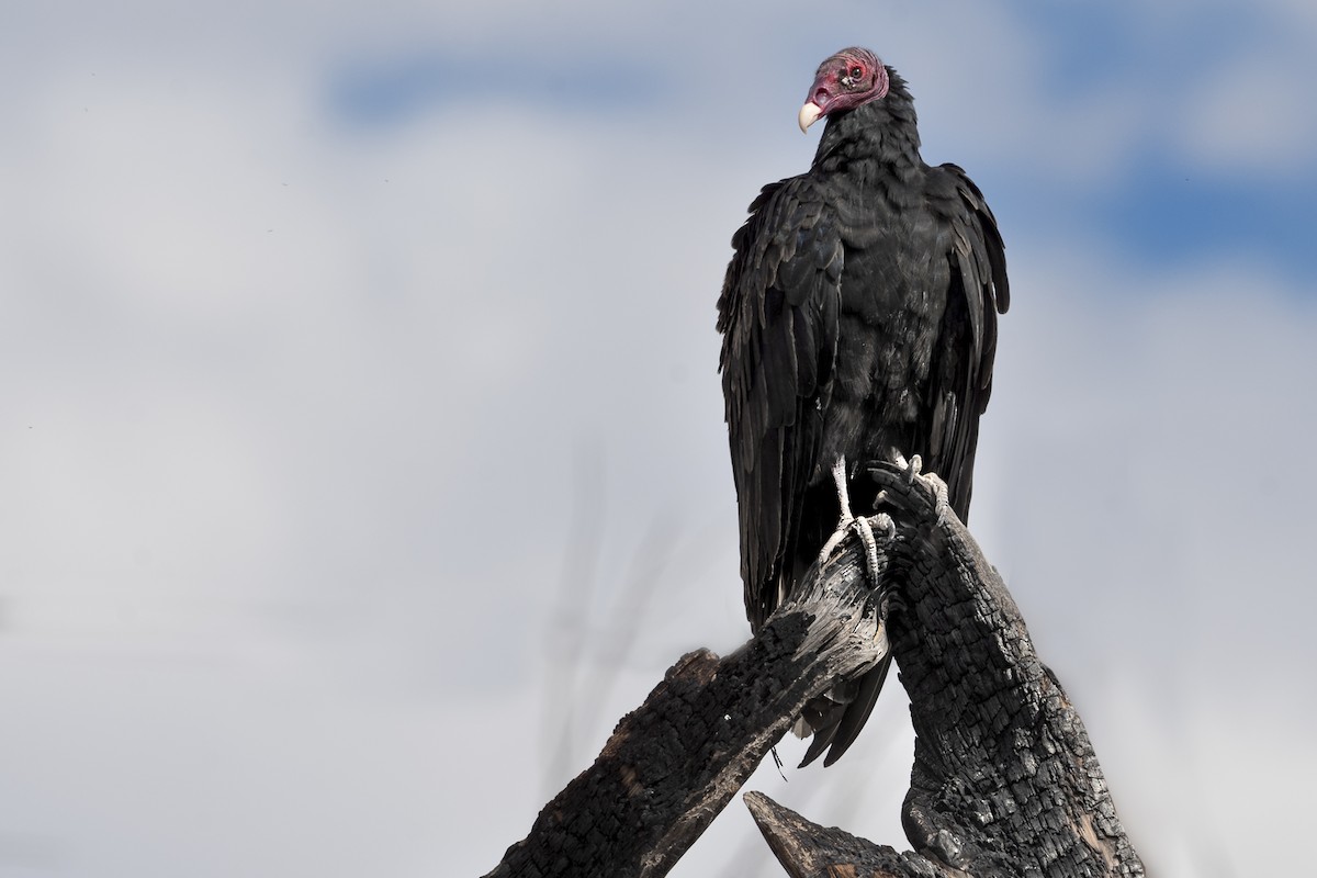 Turkey Vulture - ML602930991