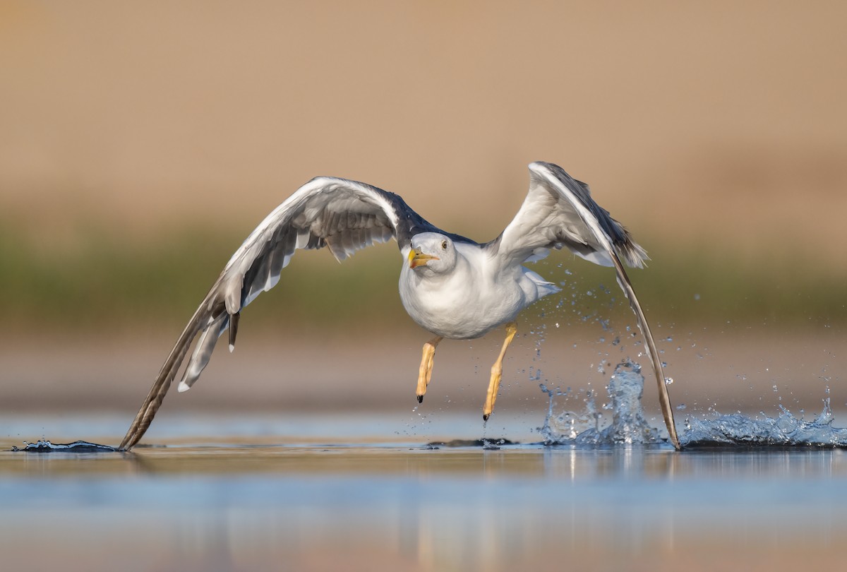 Yellow-footed Gull - ML602933251