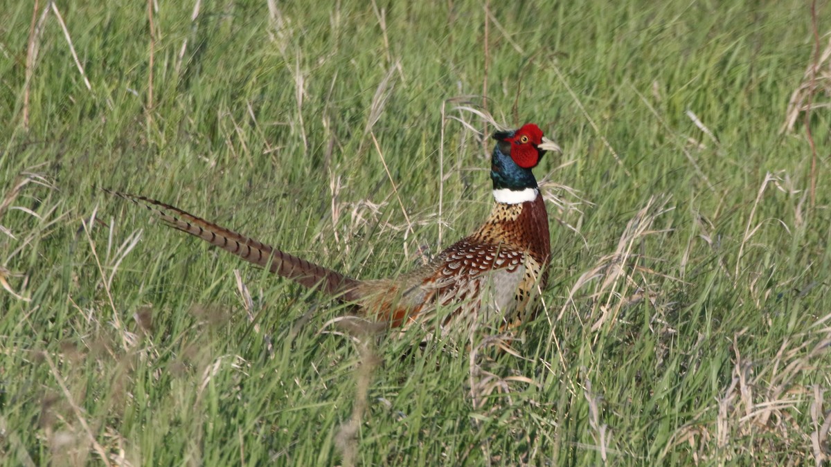 Ring-necked Pheasant - ML60293341