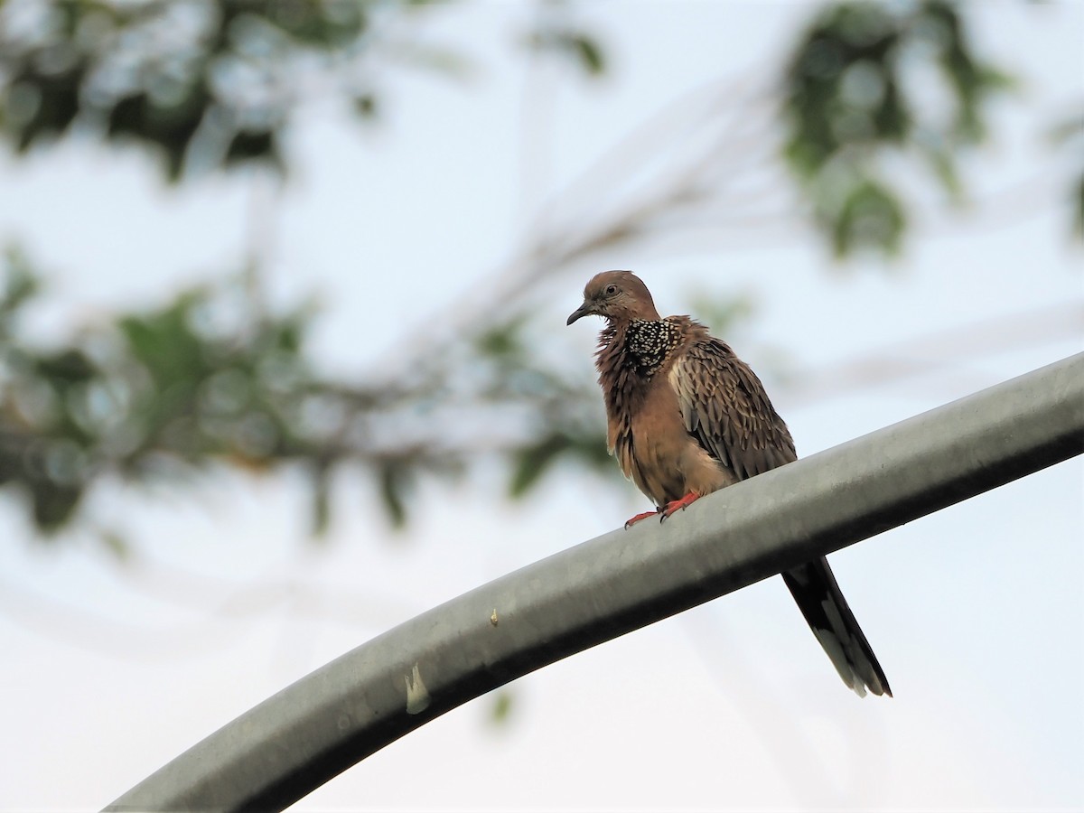 Spotted Dove - ML602934661