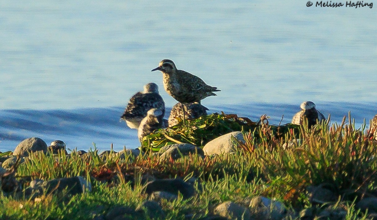 ebird-checklist-12-aug-2023-tsawwassen-ferry-terminal-jetty-26