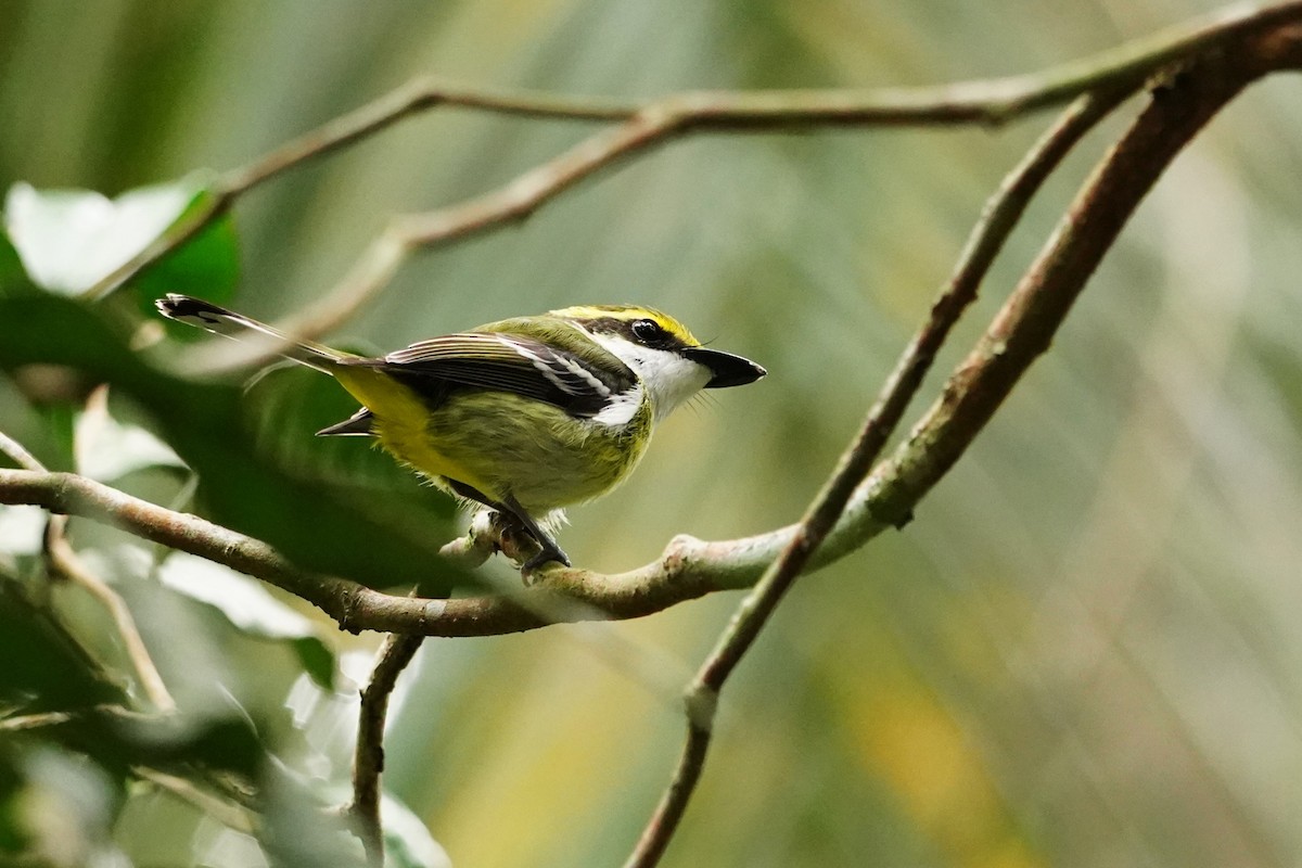 Yellow-breasted Boatbill - ML602935021