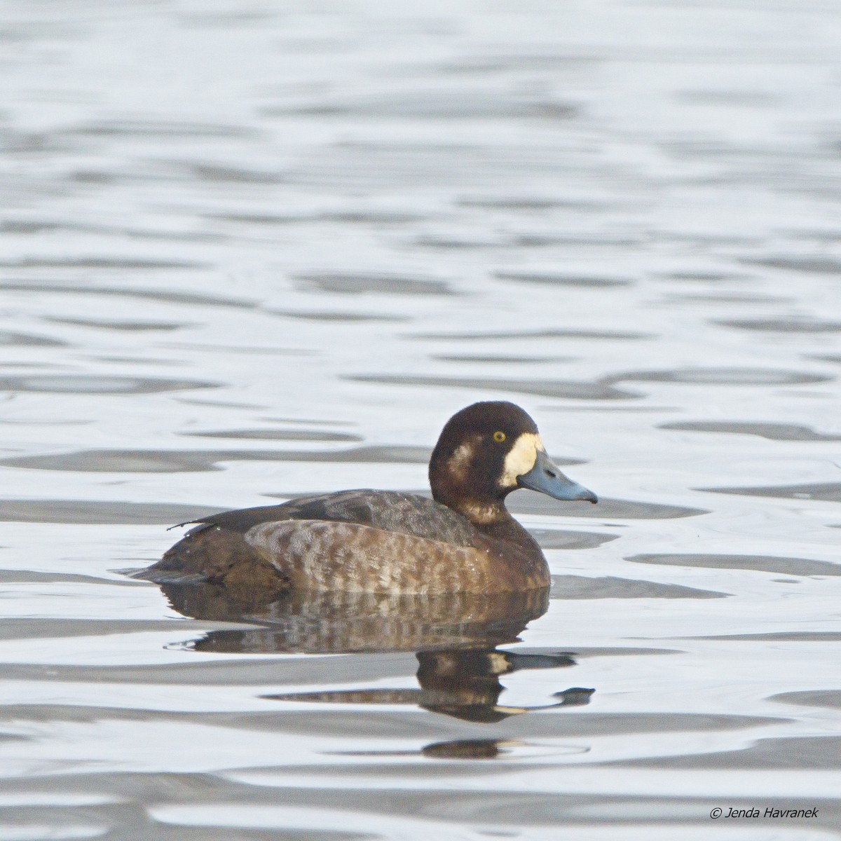 Greater Scaup - ML602944461