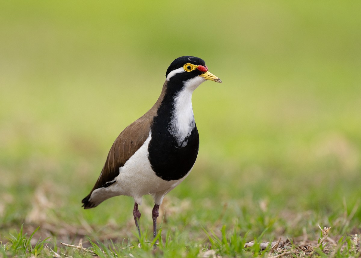 Banded Lapwing - ML602945691