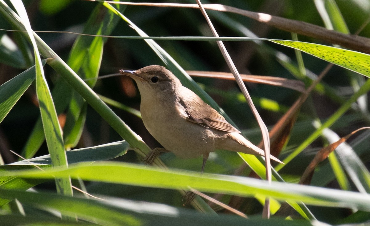 Common Reed Warbler - ML602948271