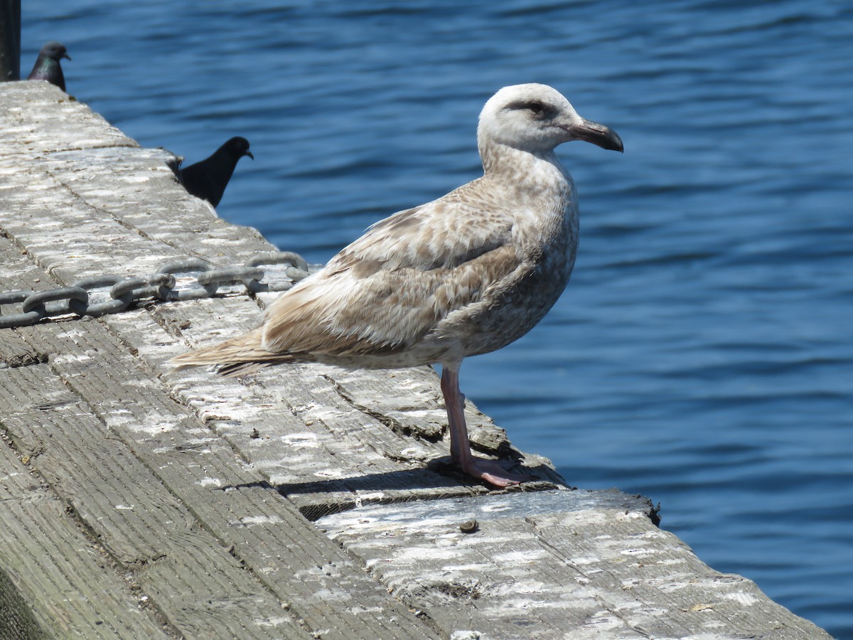 Glaucous-winged Gull - John van Dort