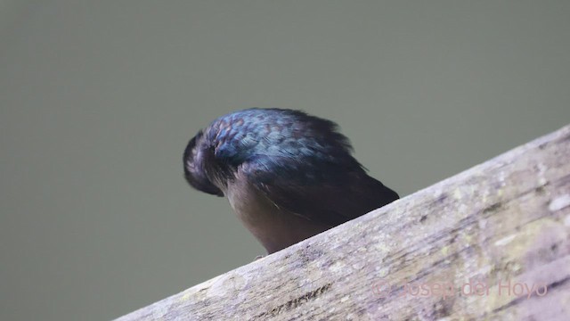 Brown-bellied Swallow - ML602952941
