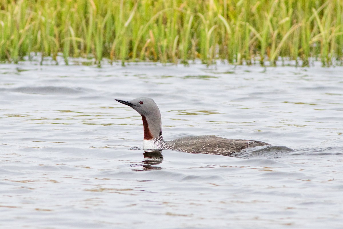Red-throated Loon - ML60295411