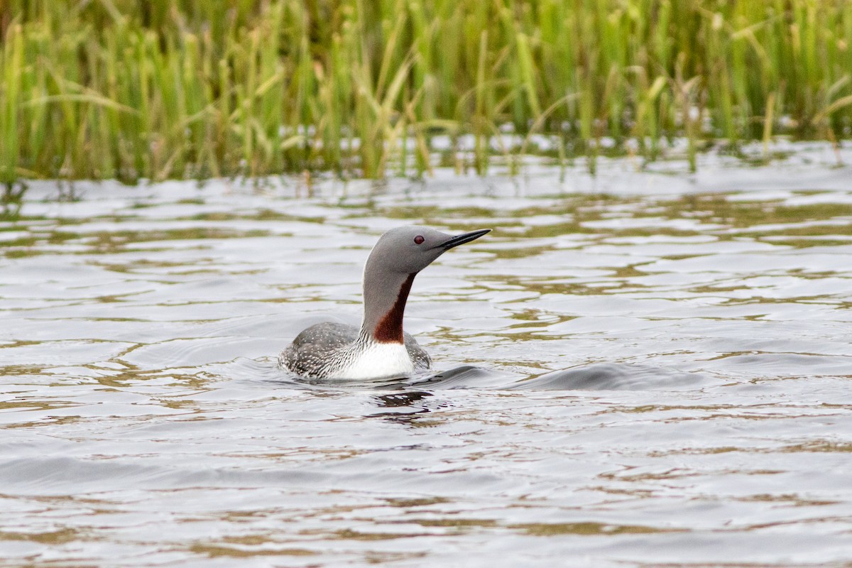 Red-throated Loon - ML60295431