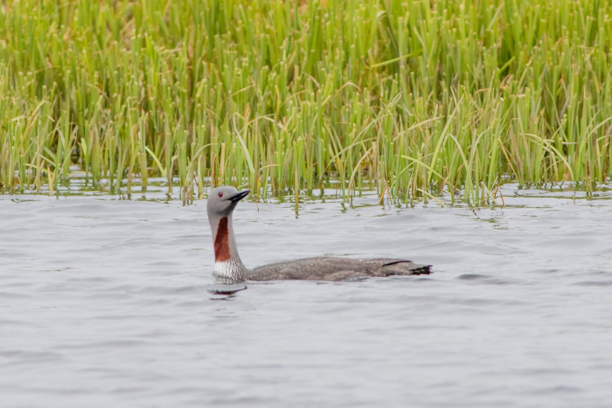Red-throated Loon - ML60295441