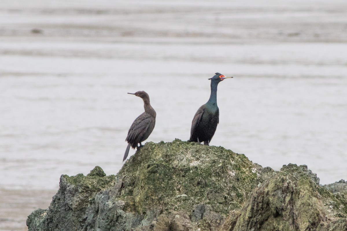Red-faced Cormorant - ML60295461