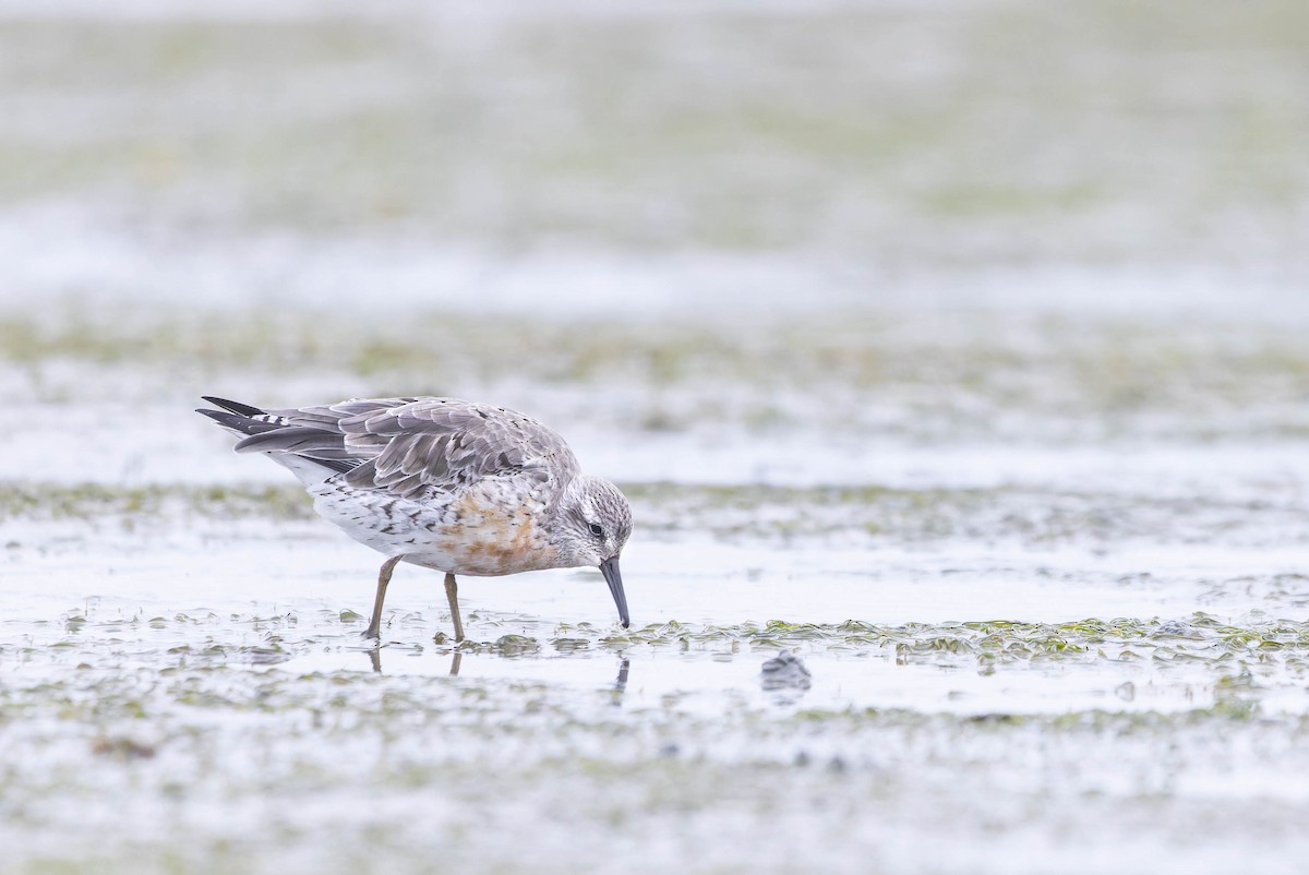 Red Knot - ML602955231