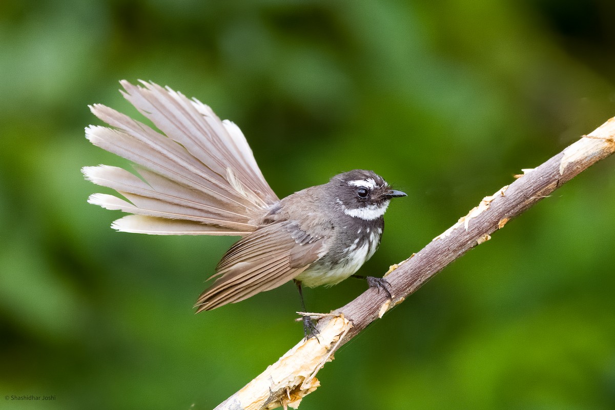 Spot-breasted Fantail - ML602955911