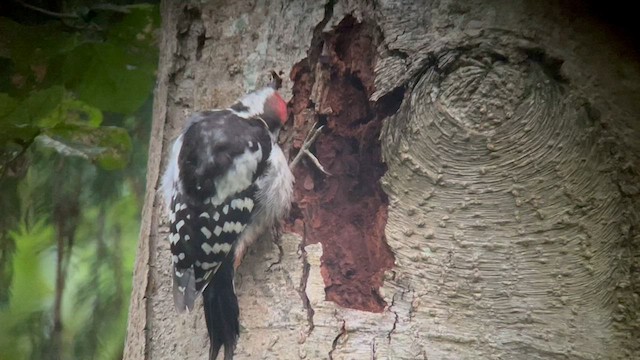 Middle Spotted Woodpecker - ML602959511