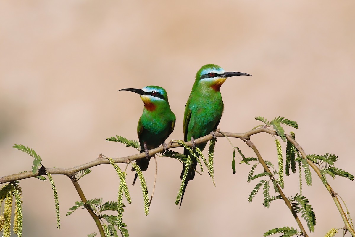 Blue-cheeked Bee-eater - ML602972131