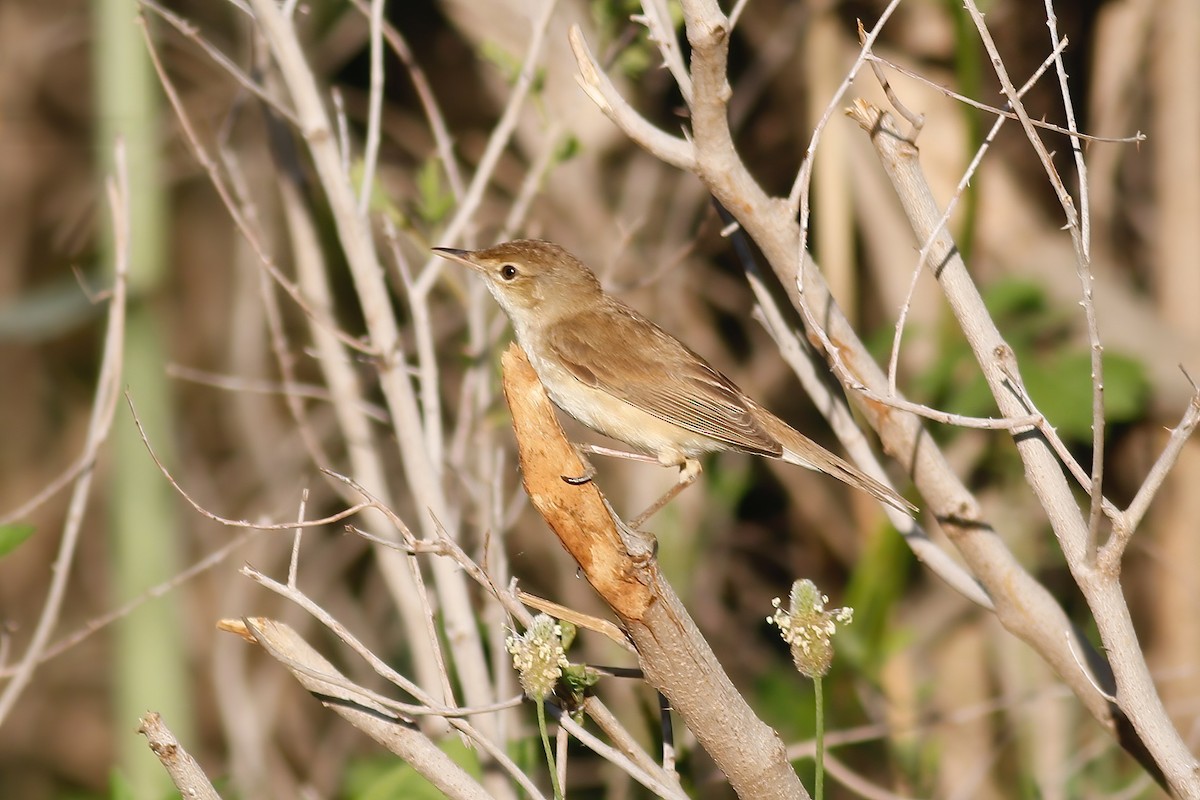 Common Reed Warbler - ML602972351