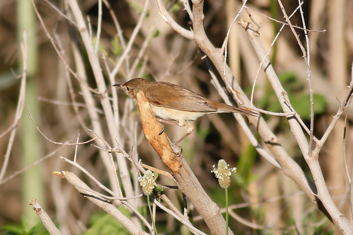 Common Reed Warbler - ML602972361