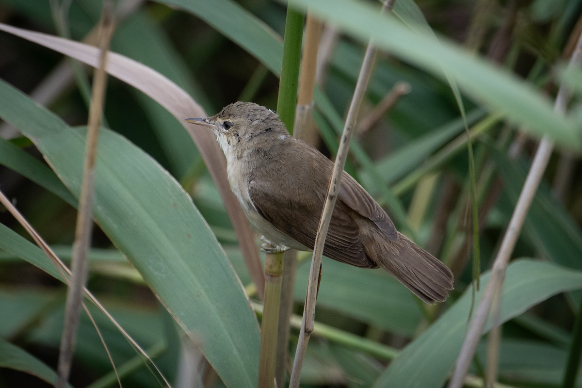 Common Reed Warbler - ML602975381