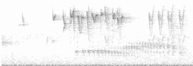 Conirostre oreillard - ML602976151