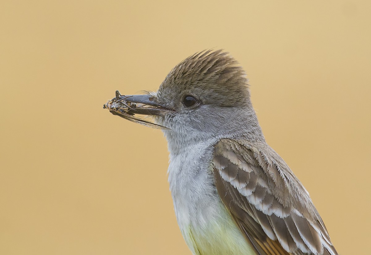 Ash-throated Flycatcher - Jerry Ting