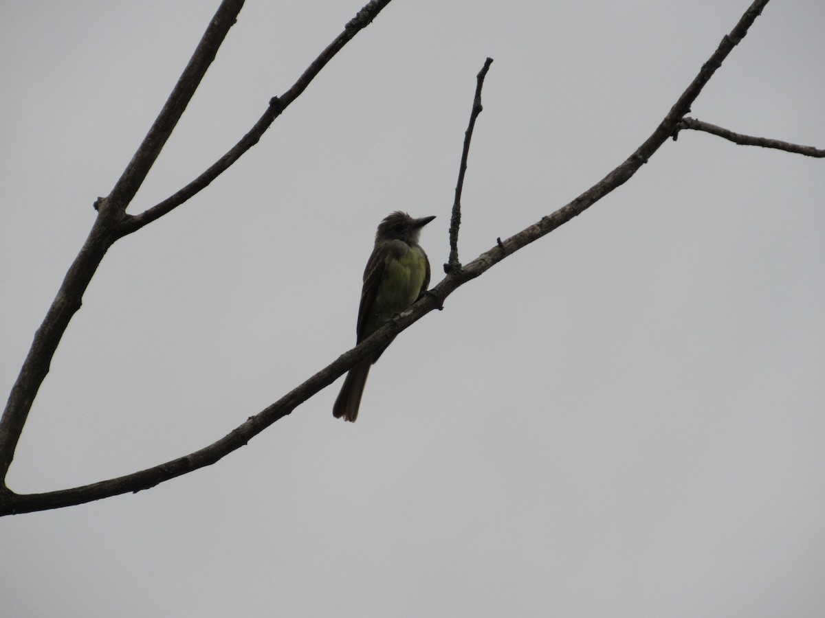 Great Crested Flycatcher - ML602987411