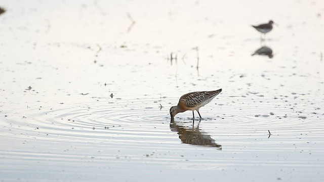 Asian Dowitcher - ML602996131