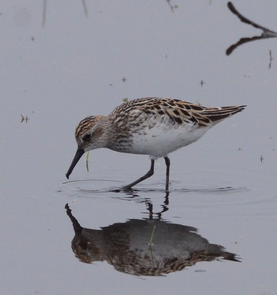 Semipalmated Sandpiper - Timothy Spahr