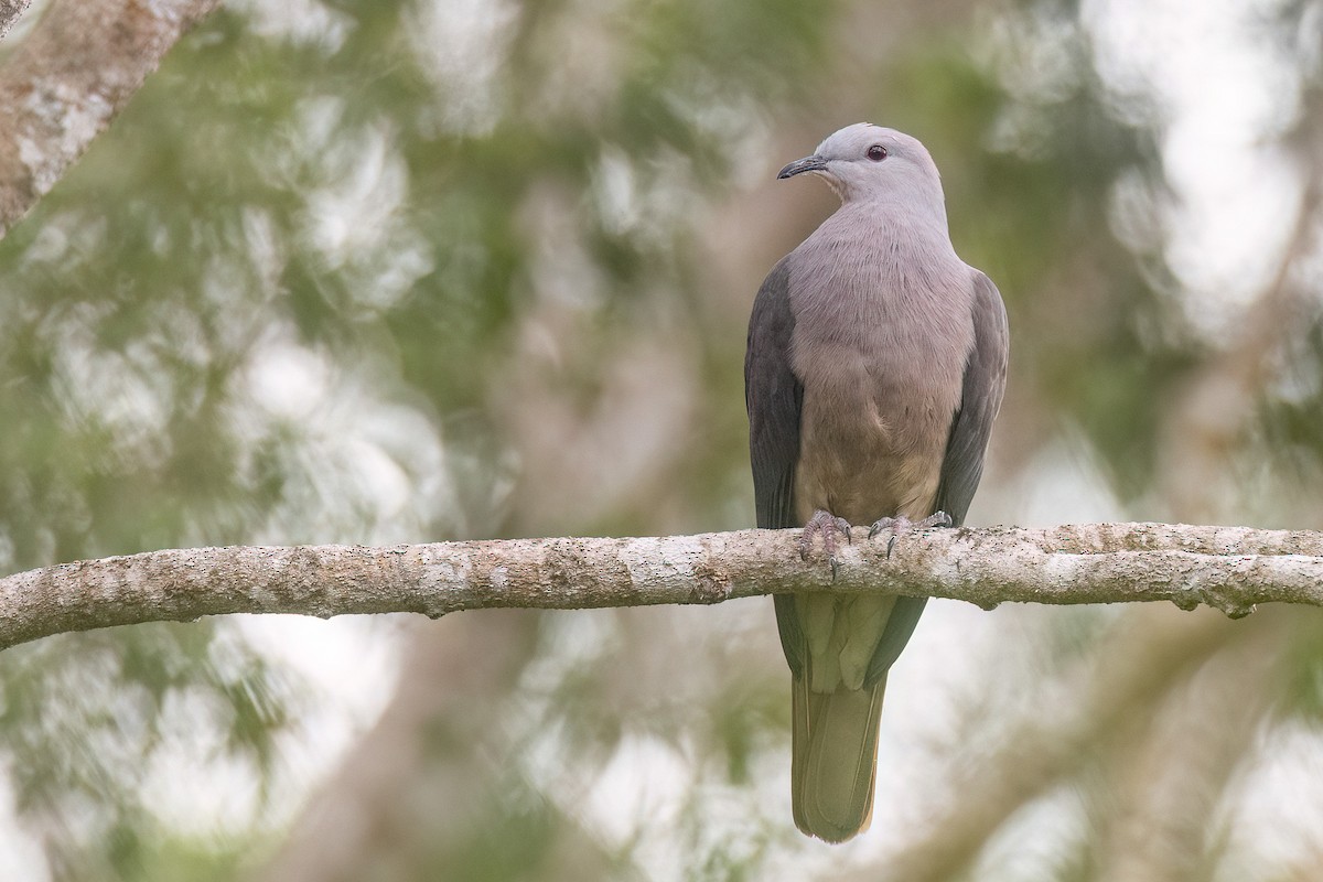 Peale's Imperial-Pigeon - Chris Venetz | Ornis Birding Expeditions