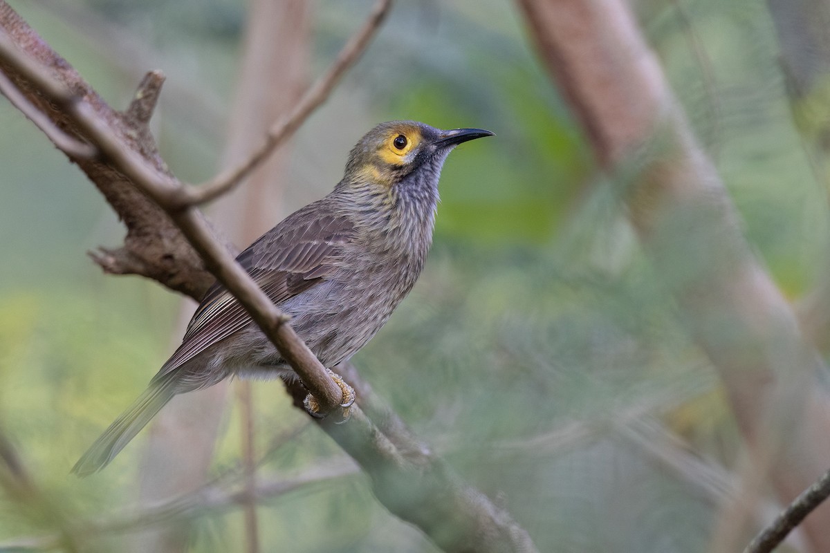 Kadavu Honeyeater - Chris Venetz | Ornis Birding Expeditions