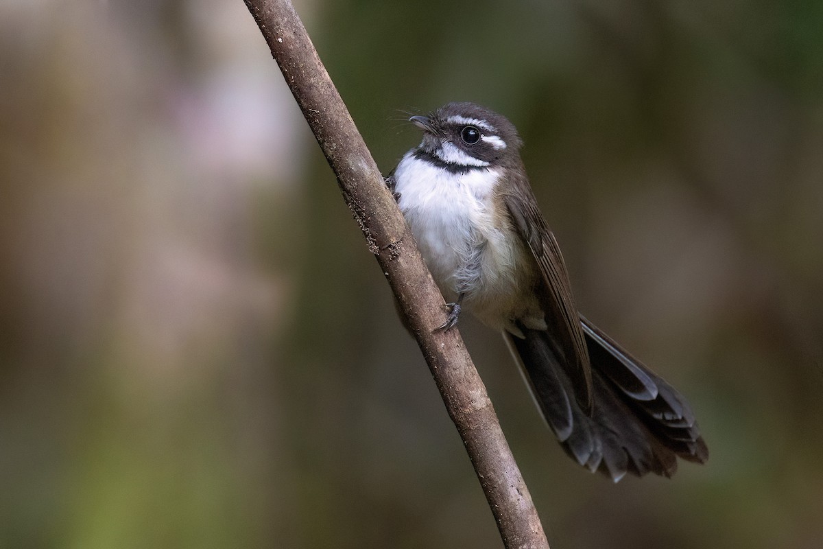 Kadavu Fantail - Chris Venetz | Ornis Birding Expeditions