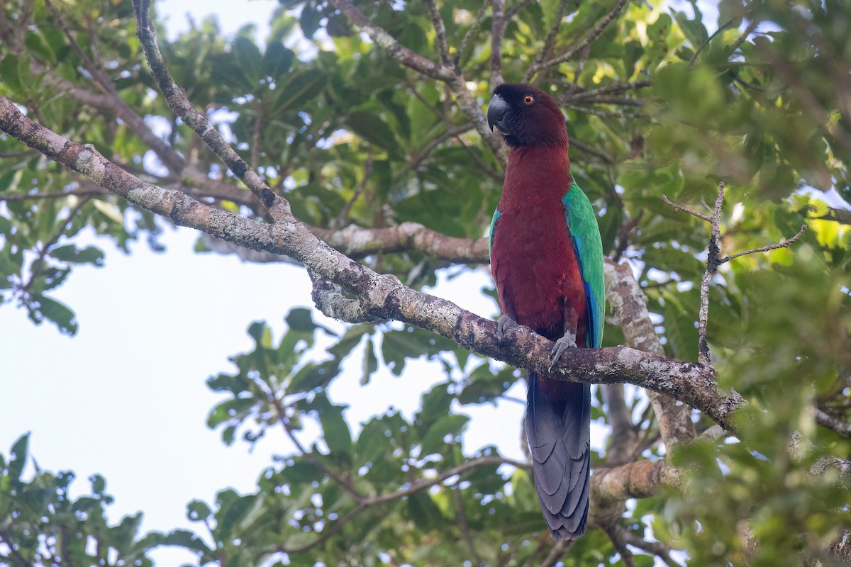 Red Shining-Parrot - ML603005141