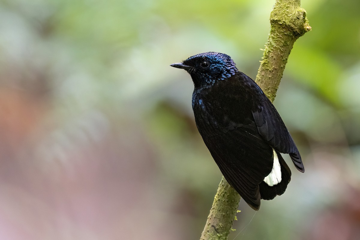 Taveuni Silktail - Chris Venetz | Ornis Birding Expeditions