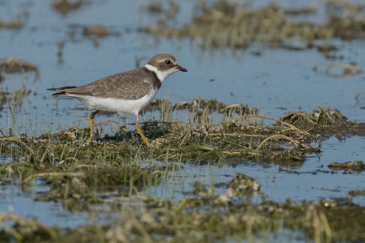 Semipalmated Plover - ML603014411