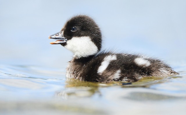 Barrow's Goldeneye - eBird