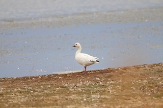 Snow Goose, ML603018181