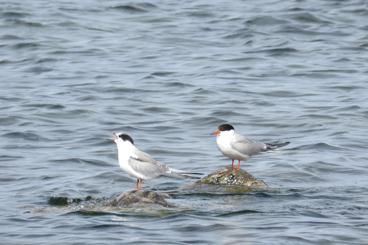 Common Tern - ML603019231