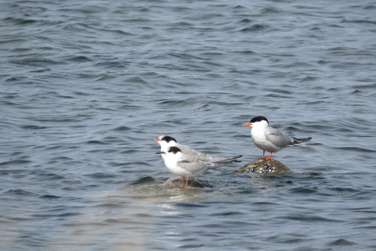 Common Tern - ML603019251