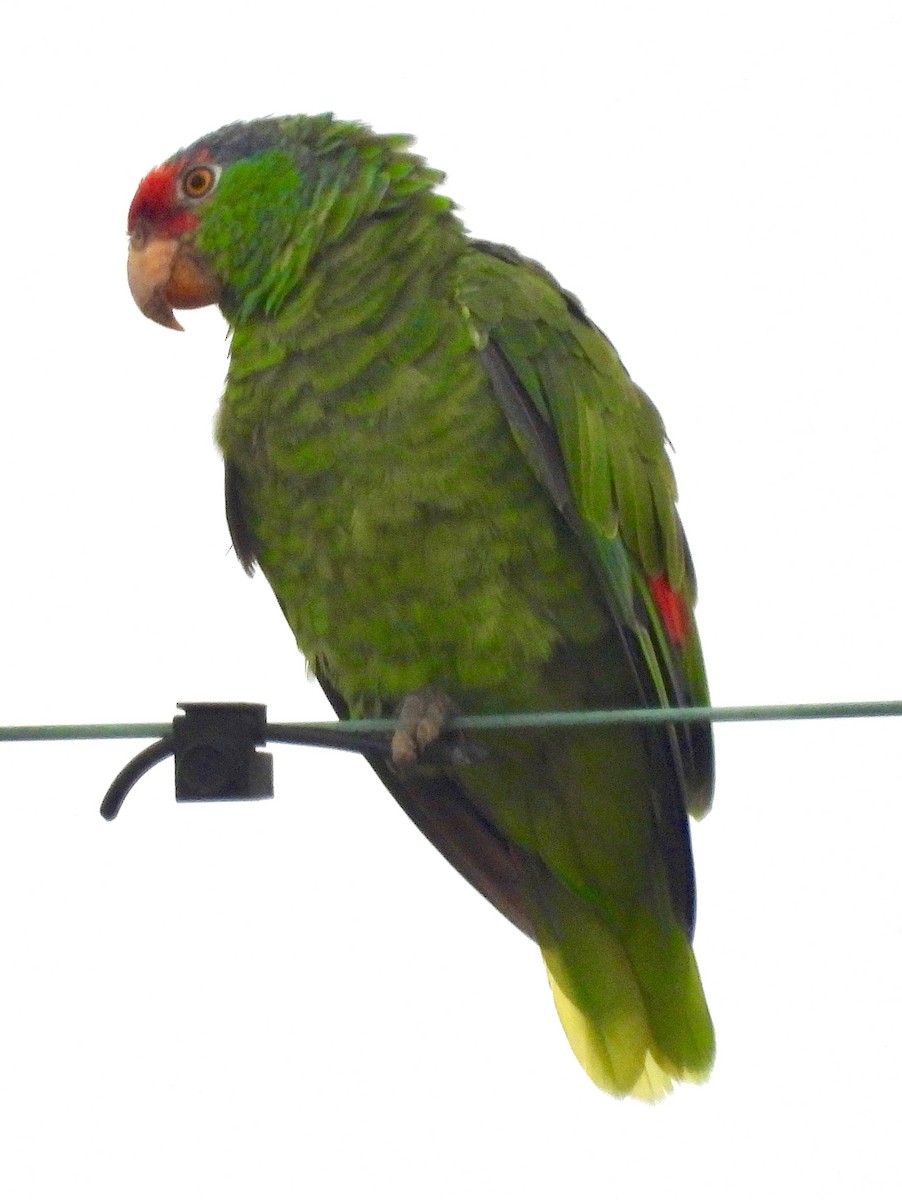 Red-crowned Parrot - ML603021511