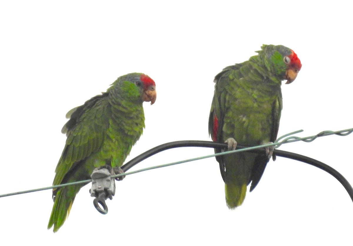 Red-crowned Parrot - ML603021521