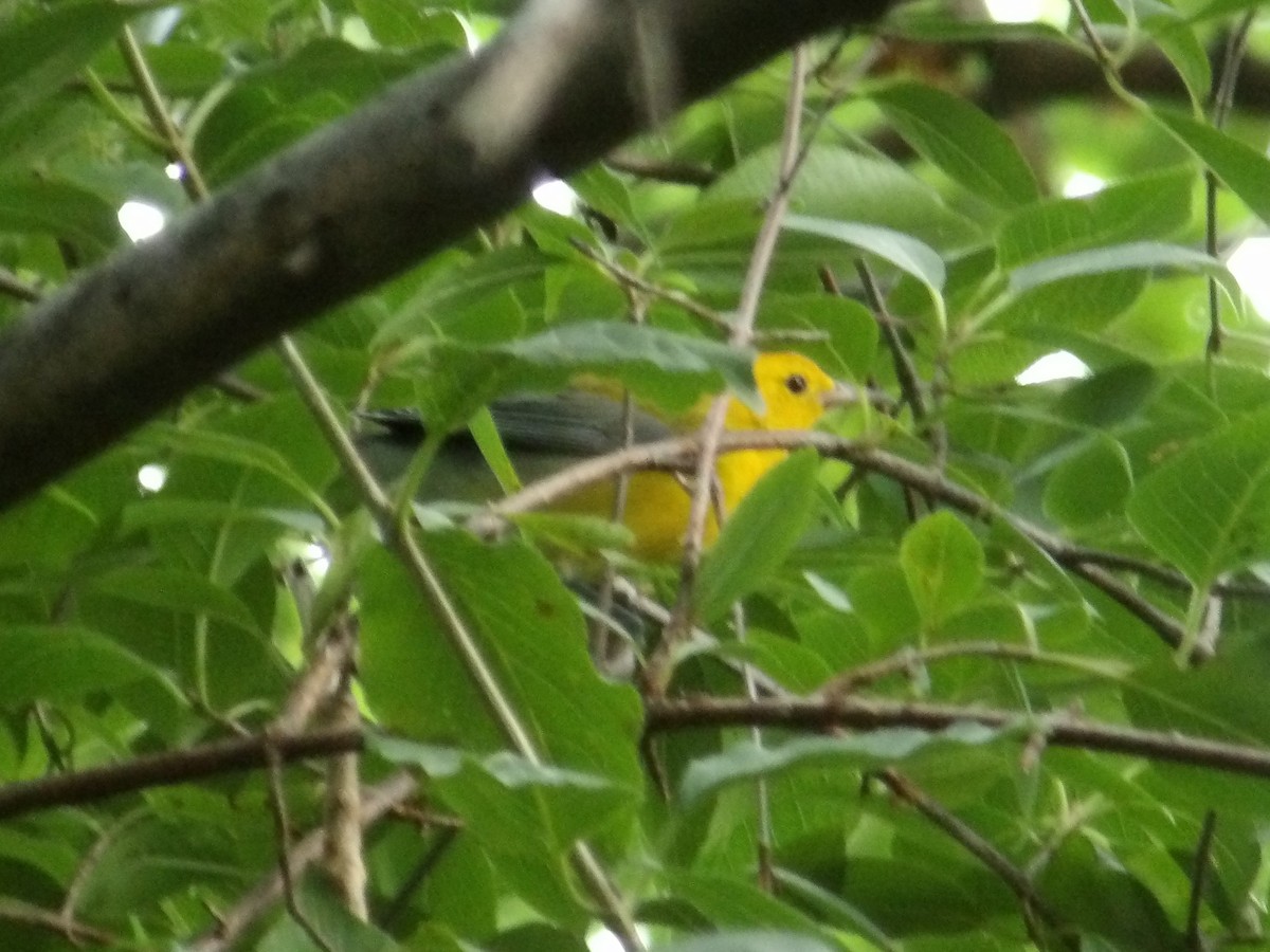 Prothonotary Warbler - ML603021561
