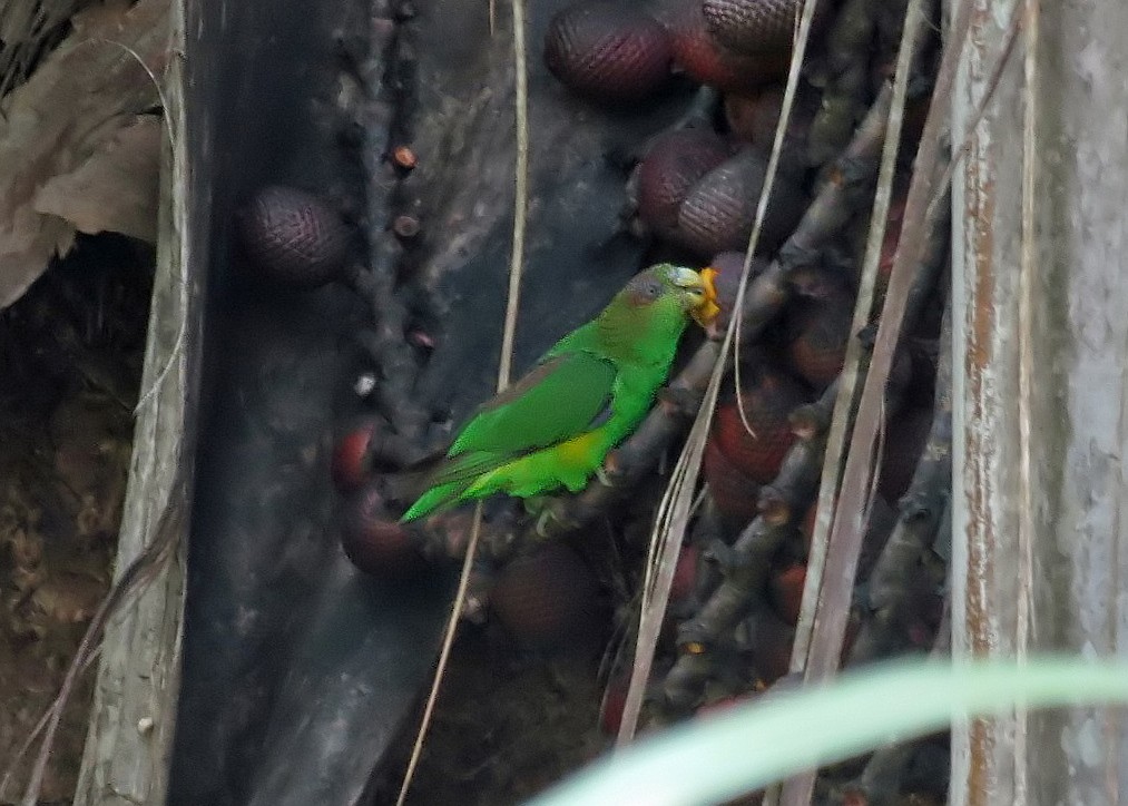 Папуга бразильський - ML603021741