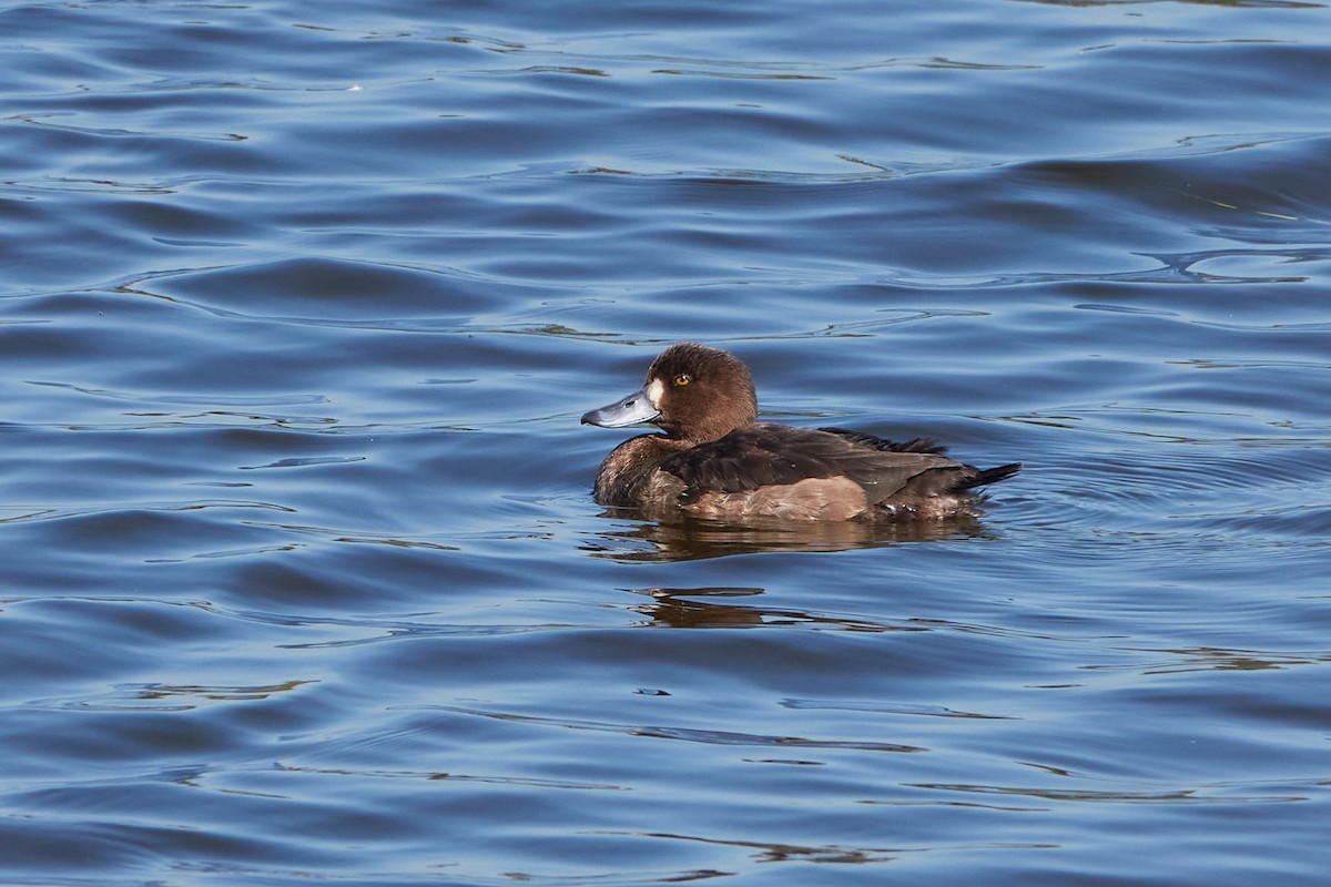 Tufted Duck - ML603022611