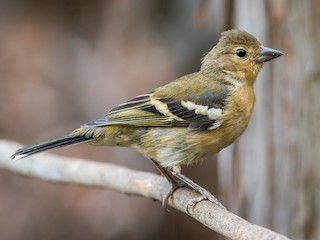 幼鳥 - Yeray Seminario - ML603025111