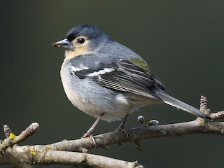 Canary Islands Chaffinch - eBird