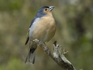 Canary Islands Chaffinch - eBird