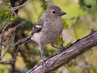 Canary Islands Chaffinch - eBird
