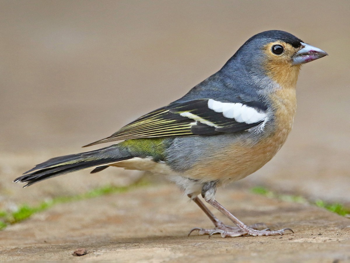 Canary Islands Chaffinch - Fringilla canariensis - Birds of the World